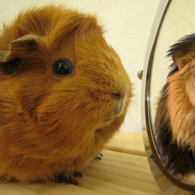 gimmickgoodskr's profile picture. when you perform gimmick i just hit boss' ass