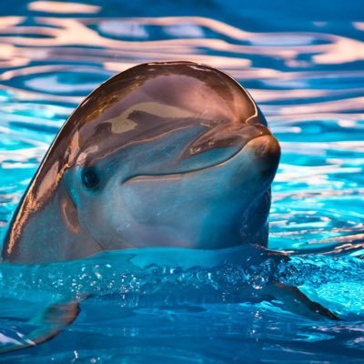 oceaniathoghts's profile picture. -I *ocean heart* the ocean. 🌊❤️