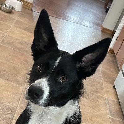 McGuyverSc0zm1's profile picture. This is my pup Dax!