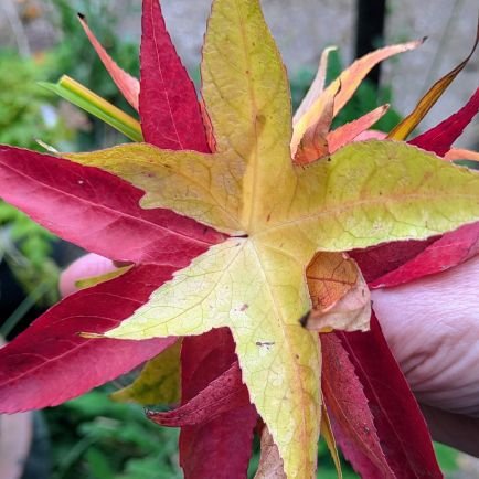 FALCON678's profile picture. FREE PALESTINE 🇵🇸 
Socialist 💚
No DMs