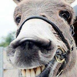 H1310Hawk's profile picture. 