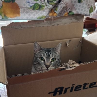 SilviaReda2021's profile picture. ma il cielo è sempre più blu...