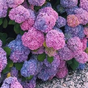 cosmicflora85's profile picture. She/Her, Cat Mom, AuDHD and way too old for this 💩. Come and cope with me.