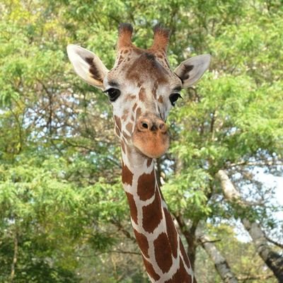 angieinfernal's profile picture. trava praga poetisa com vício extremo em cafeína