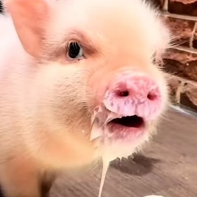 ZZa1518247's profile picture. 唉..爱