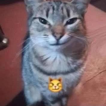 yascarpete's profile picture. podre, baixo calão, amargurada, galudona e fã de muie bonita (agora tbm escrevo umas retardisses)