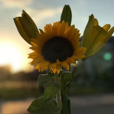 GloriaMont36649's profile picture. 