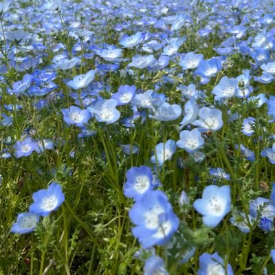 kana__hana7's profile picture. ゲーム用雑多垢/メメモリ(w127)、学マス(広P)、雀魂、ガルパ(お休み中)/プレイ予定→りゅうみこ/好き→牧物、ルンファク、乙女ゲーム