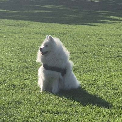 swspurs's profile picture. Enjoying all life has to offer. travel, food, family and friends...and permanently tormented by the mighty Spurs.