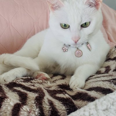 Bella198601's profile picture. We're not Old... We're Classic💎:
🏁 Classic, Vintage & Legendary:
Cars, Races and Drivers