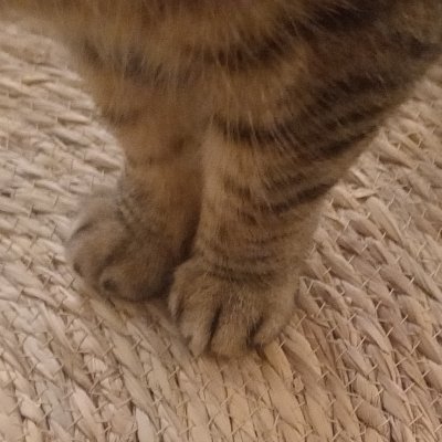 PhilomneArcham1's profile picture. Républicaine. Laïque. Athée. Féministe universaliste. Antifasciste :
ni LFI ni RN.