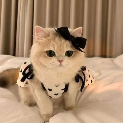 PurrAndPup's profile picture. Cute paws , wagging tails,and endless smiles 🐾 🐾

DM ✉️ for credits/removal/submission