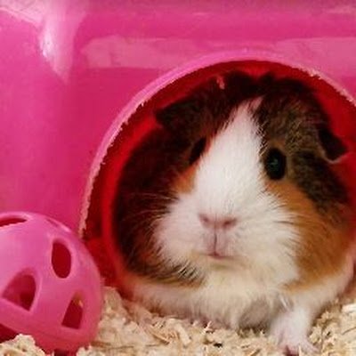 WpearceChr66656's profile picture. 