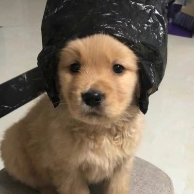 pigaboobok's profile picture. 