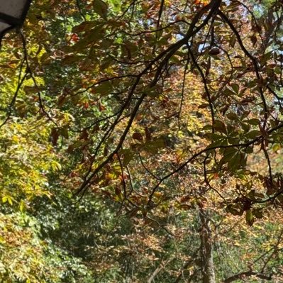 adressedsiren7's profile picture. 