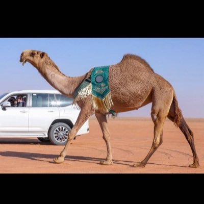 Alnfy511m's profile picture. 