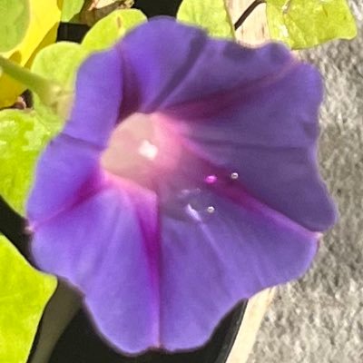 pels_maryxox0's profile picture. 1 John 4:7-8🫶🏾 God first ❤️. Free everyone atp 🇵🇸🇨🇩🇸🇸