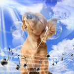 interavalon's profile picture. guy