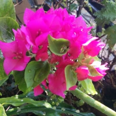 MaheswariKrish2's profile picture. எண்ணித் துணிக கருமம் துணிந்தபின் 
 எண்ணுவம் என்ப திழுக்கு.