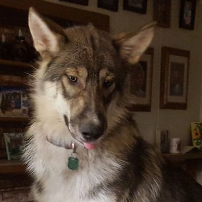 spambotattack's profile picture. 