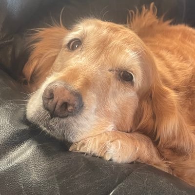 LynnVaine's profile picture. the hopeful romantic, music and art🌹🐦‍⬛sonnet 116, petrichor, survival