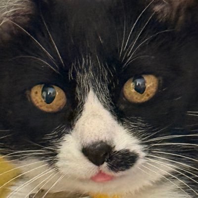 🌼 Señorita Profile