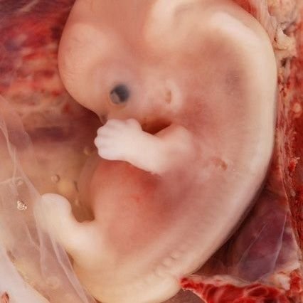 Ravikanth2525's profile picture. 