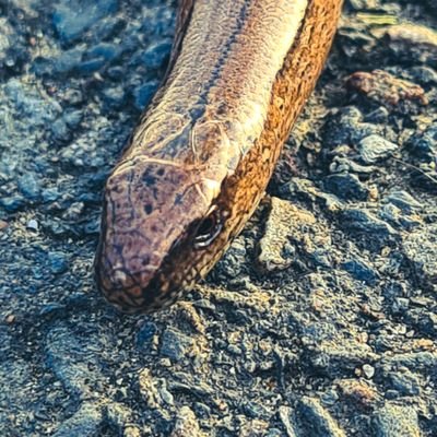 cheesy_hair's profile picture. 