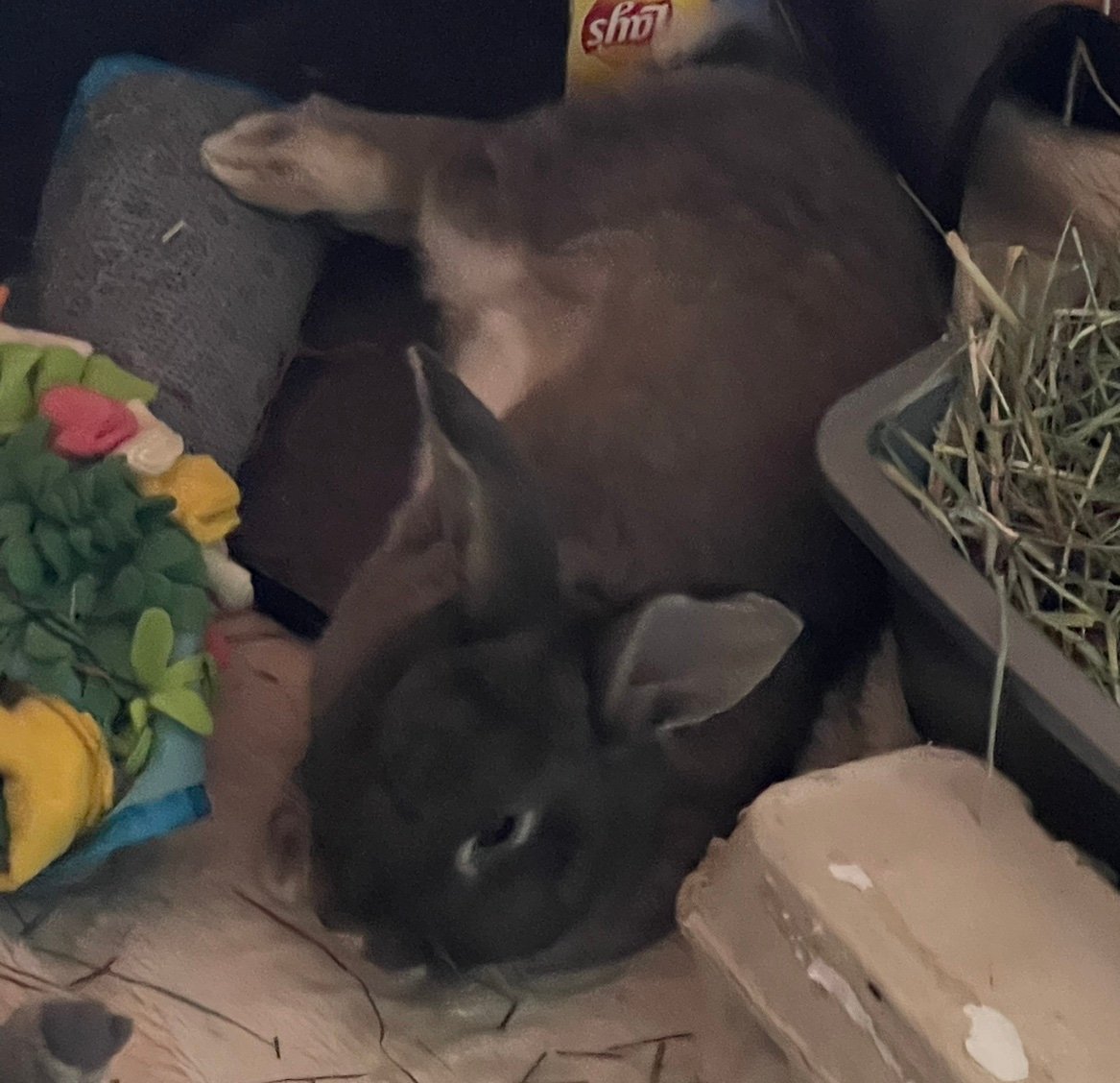 bunnyloverr00's profile picture. hi !! i like umamusume, murder drones and bunnies!  MINOR / 16+ DNI