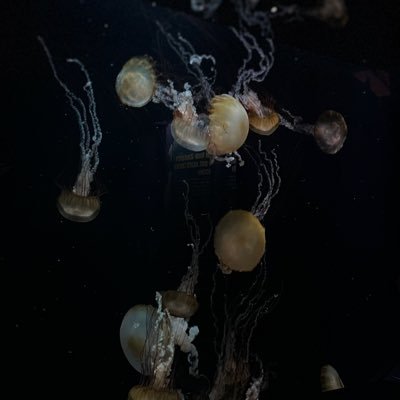 kcabmii's profile picture. li bgha l3ssel y sbar lkriss nhal,