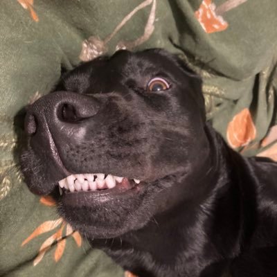 ThenonbinaryC's profile picture. 23. he/him. a genderfcked gay boy