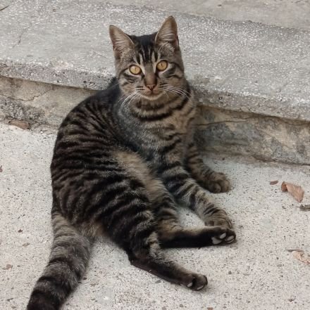 MehmetAtta62351's profile picture. 