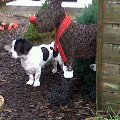 kthreadgold113's profile picture. Majors JC 🌈and Ezra 🌈#ZSHQ #theruffriderz messenger #zsmedics catering #BeaglebugClub🐞❤️Luci Basset🌈17.08.16 ❤️Salem XBasset 🌈12.01.15 #CloudRiderz