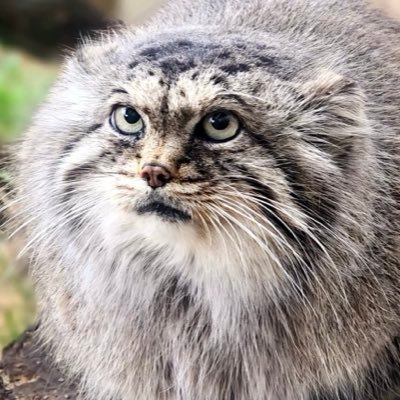 hiroshiman8617's profile picture. マヌルねこ、大好き。