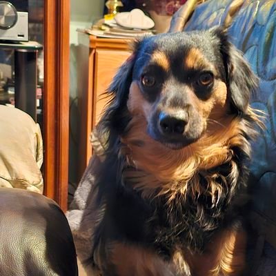 Donyost1's profile picture. USMC 4 yrs PI 1981, Army 23 yrs MSG (RET) From Lyons Falls NY now living in Virginia. I love animals more than humans #MAGA No DMs. My real life is on Celaeno