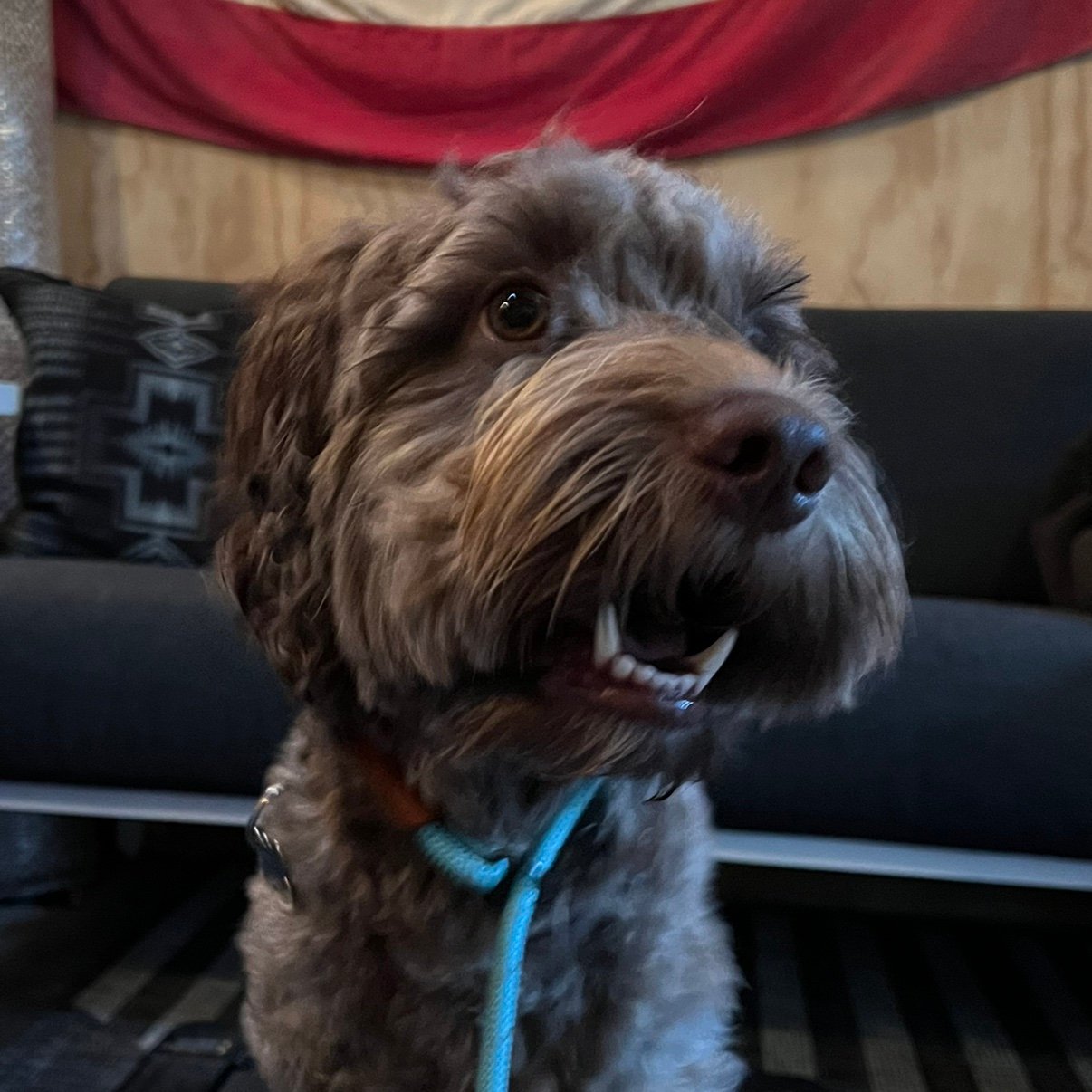 SarahLfield14's profile picture. 