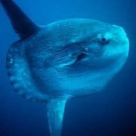 mambomambo170's profile picture. メモリーズオフについて語りたい