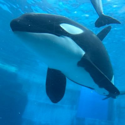 halorant_'s profile picture. Valorant始めてみました、ド素人です 社会人25↑ ブロンズです 雀魂もやってます INFP