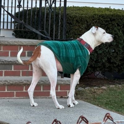 tracywine145's profile picture. dog lover, Celtics