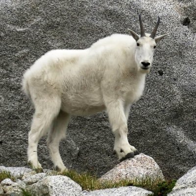 damndeadmau5's profile picture. welcome to my page, stalker.