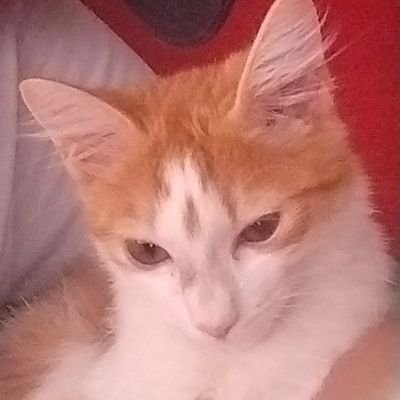 becabbsp's profile picture. transmitindo sentimentos