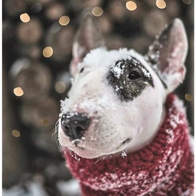 fsjuliette's profile picture. toujours partante pour combattre la désinformation et la stupidité!