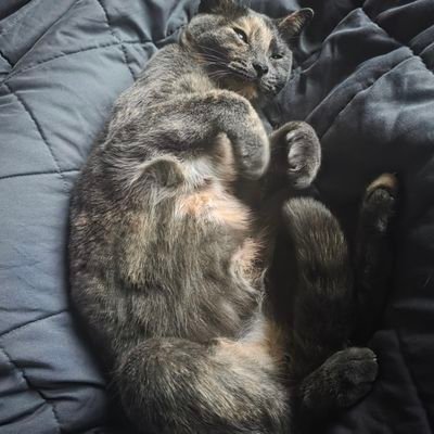 Xpherious's profile picture. 27 | R6 IGL/Captain for ??? | MWR6 🥇 ×1