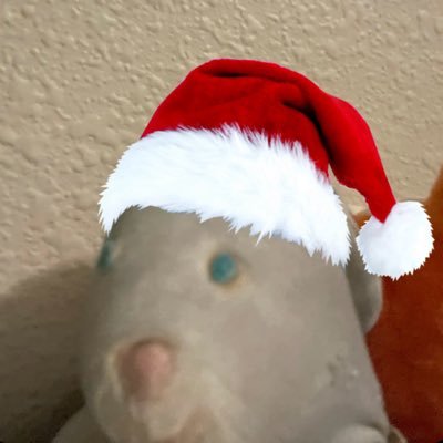 caity_eggman's profile picture. stang-zoot!