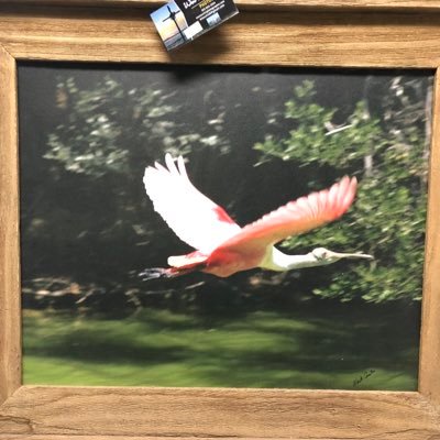 JackpotNick's profile picture. Turfwriter/TB Pedigrees/Lucky Lad 🍀 Strapper 🇦🇺 - backup 🎤Lord Strawberry 🍓 Nick the 🦞 Cajun, LSU 🐅 golfer, gardener - art major ☮️ opinions are my own