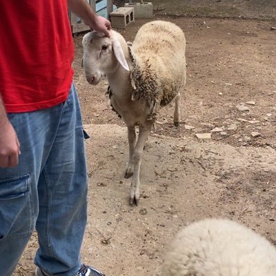 3gosumluxmundi's profile picture. amando y doliendo