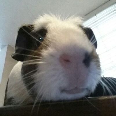 birdsnadbees's profile picture. 