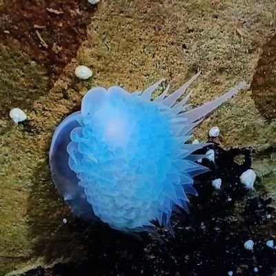 bichoargentum's profile picture. 