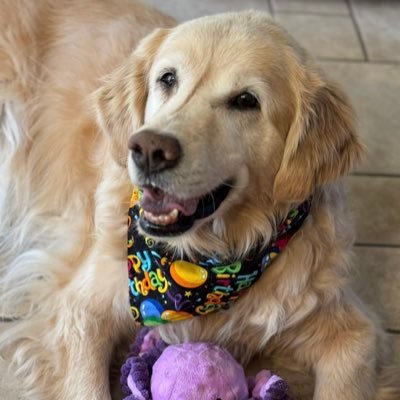 LinandDaisy's profile picture. Proud Labrador Mom to Miss Daisy (July 2014) 💛 and Belle 🌈(1999-2013) 💛 🇨🇦.