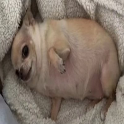 vicvictheog's profile picture. a original